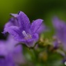 小さな花
