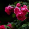薔薇