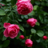 薔薇