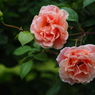 薔薇