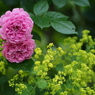 厚別薔薇祭り閉幕