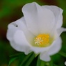 マツバボタン  white