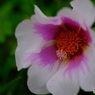 マツバボタン  white/pink