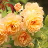 織姫に花束を