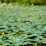 夏の沼のリズム　１