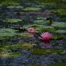 奏雨１