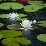 奏雨３