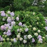 写真エッセイ：Flower Mini