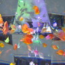 金魚たち