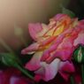 青楓　薔薇