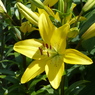 夏の花