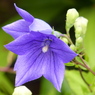 夏の花