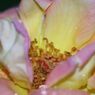 青楓　薔薇