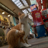 東京路地裏(商店街)
