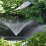 新緑の井之頭池の噴水１