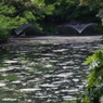 新緑の井之頭池の噴水３