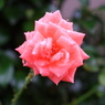 薔薇の滴②
