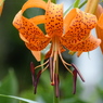 夏の花