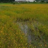 一面の花