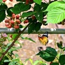 ラズベリーに魅せられて①：ツマグロヒョウモン(♀)