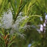 梅雨晴れの仕掛け花火