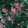 雨の里山散歩で見た花