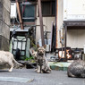 キジネコ団
