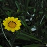 木陰の花
