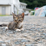 かわいいヤツ