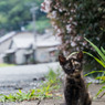 チーサビちゃん。ママとはぐれちゃったかな。
