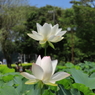 清々しく
