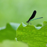 カワセミ200719-2