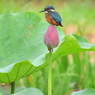 カワセミ200719-6