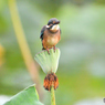 カワセミ200719-10
