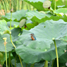 カワセミ200719-12