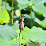 カワセミ200719-17