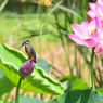 カワセミ200719-20