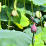 カワセミ200719-22