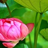 天竺の祈り花