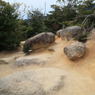 ワイルドなう