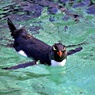 納涼祭③：ミナミイワトビペンギン