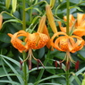 夏の花