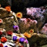 海底の花園