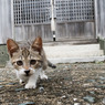 神社で出会ったネコさん（2）