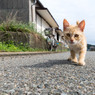 お散歩に行ってみるかニャ