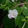 はな14