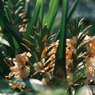 オレンジの花　2