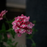 はな16