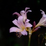 オールドレンズで　夏水仙