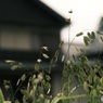 オールドレンズで　オオツ麦
